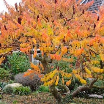Rhus Typhina 'tiger Eyes' - View 10 from www redcrocus com