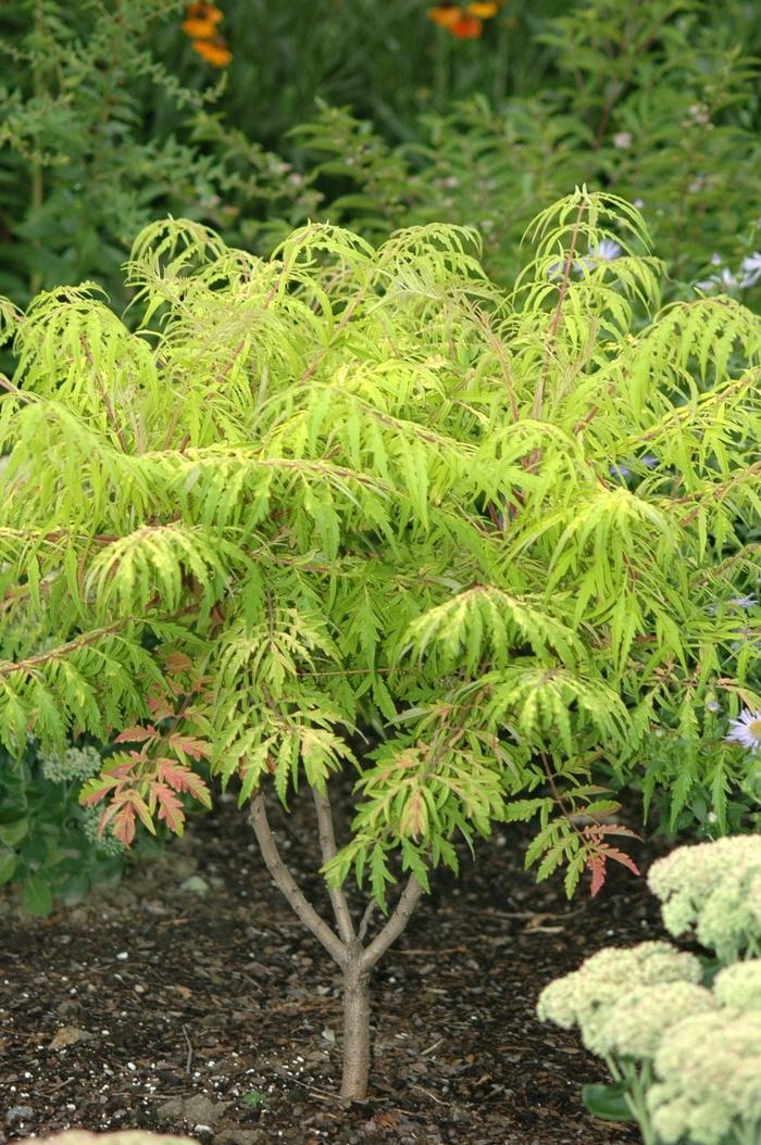 Rhus Typhina 'tiger Eyes' - View 11 from www redcrocus com