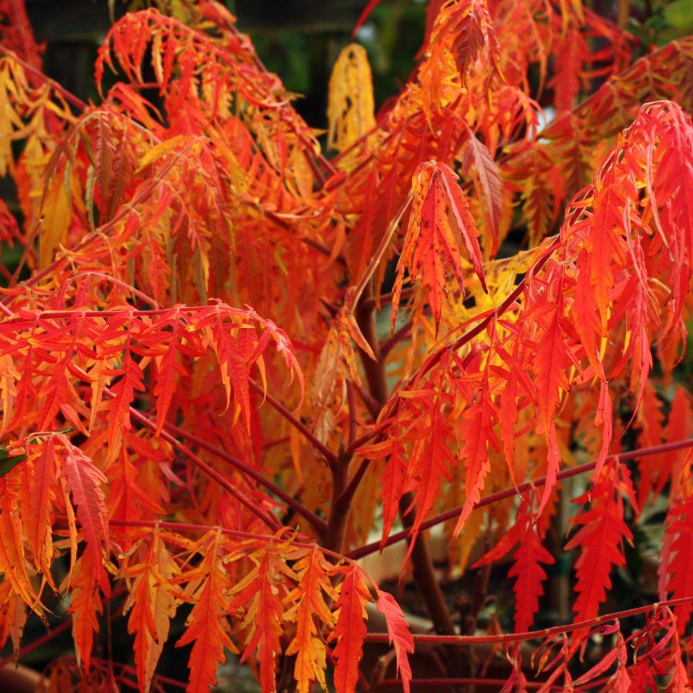 Rhus Typhina 'tiger Eyes' - View 12 from www redcrocus com