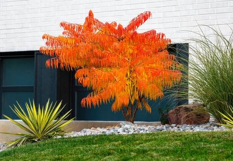Rhus Typhina 'tiger Eyes' - View 17 from www redcrocus com