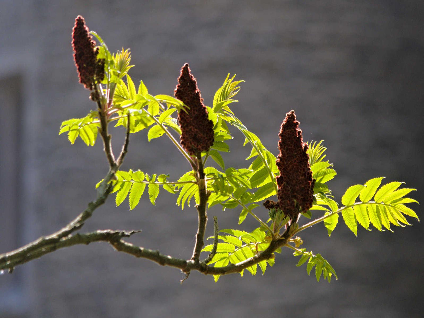 Rhus Typhina 'tiger Eyes' - View 18 from www redcrocus com