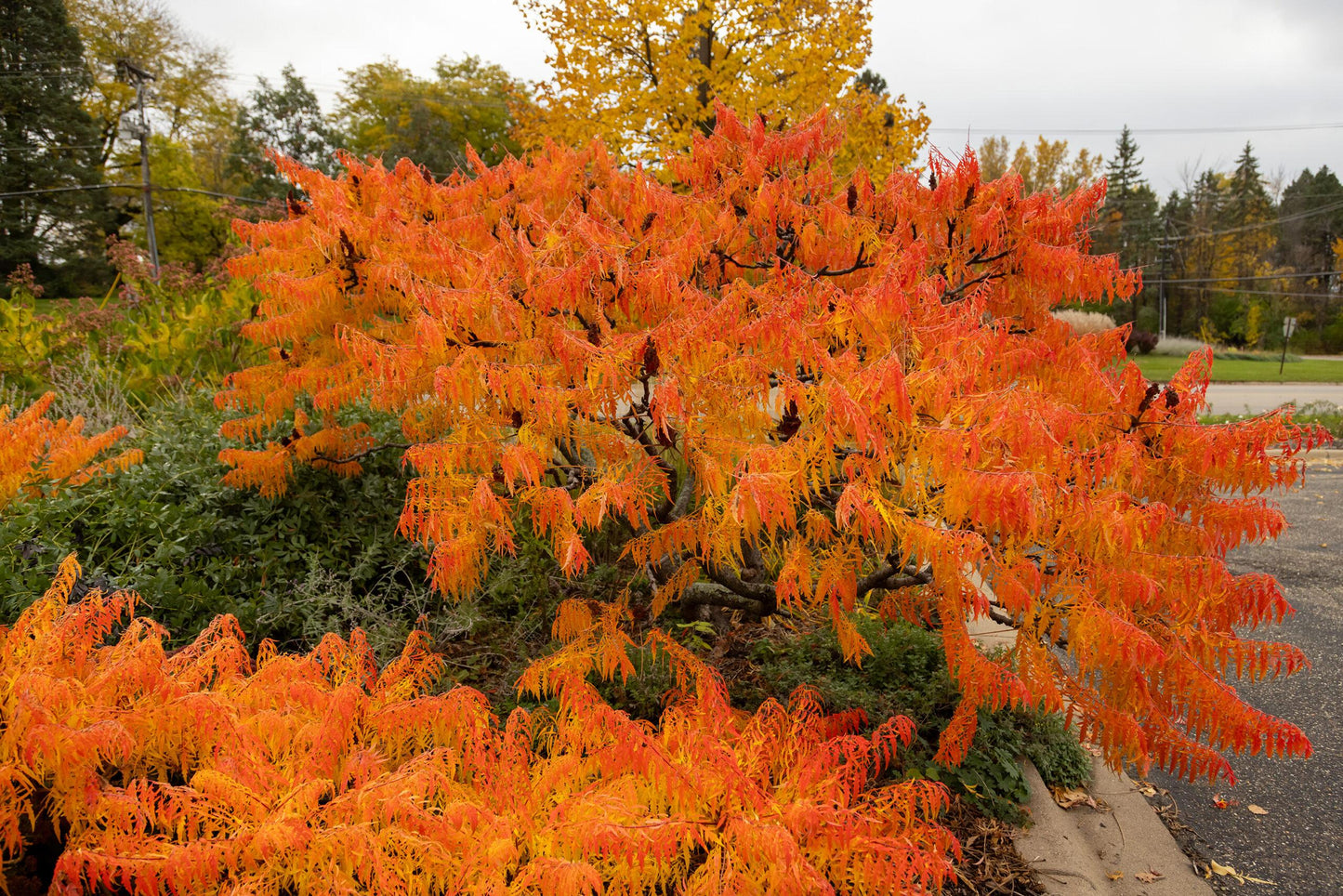 Rhus Typhina 'tiger Eyes' - View 1 from www redcrocus com