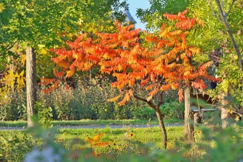 Rhus Typhina 'tiger Eyes' - View 2 from www redcrocus com