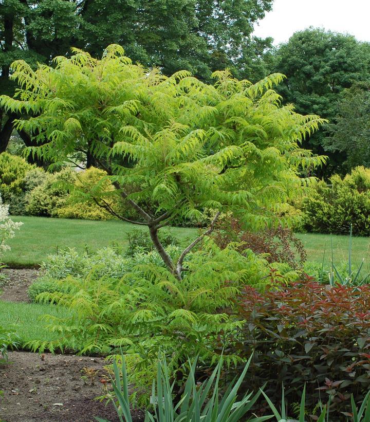 Rhus Typhina 'tiger Eyes' - View 3 from www redcrocus com