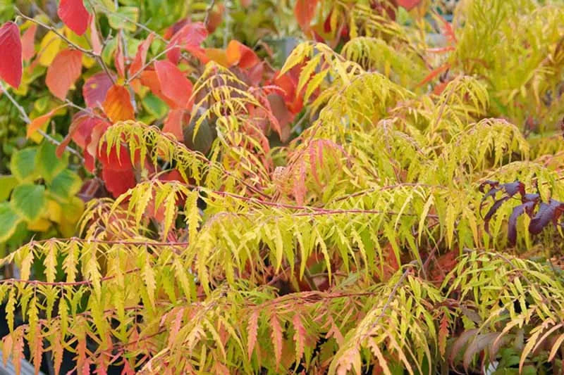Rhus Typhina 'tiger Eyes' - View 4 from www redcrocus com