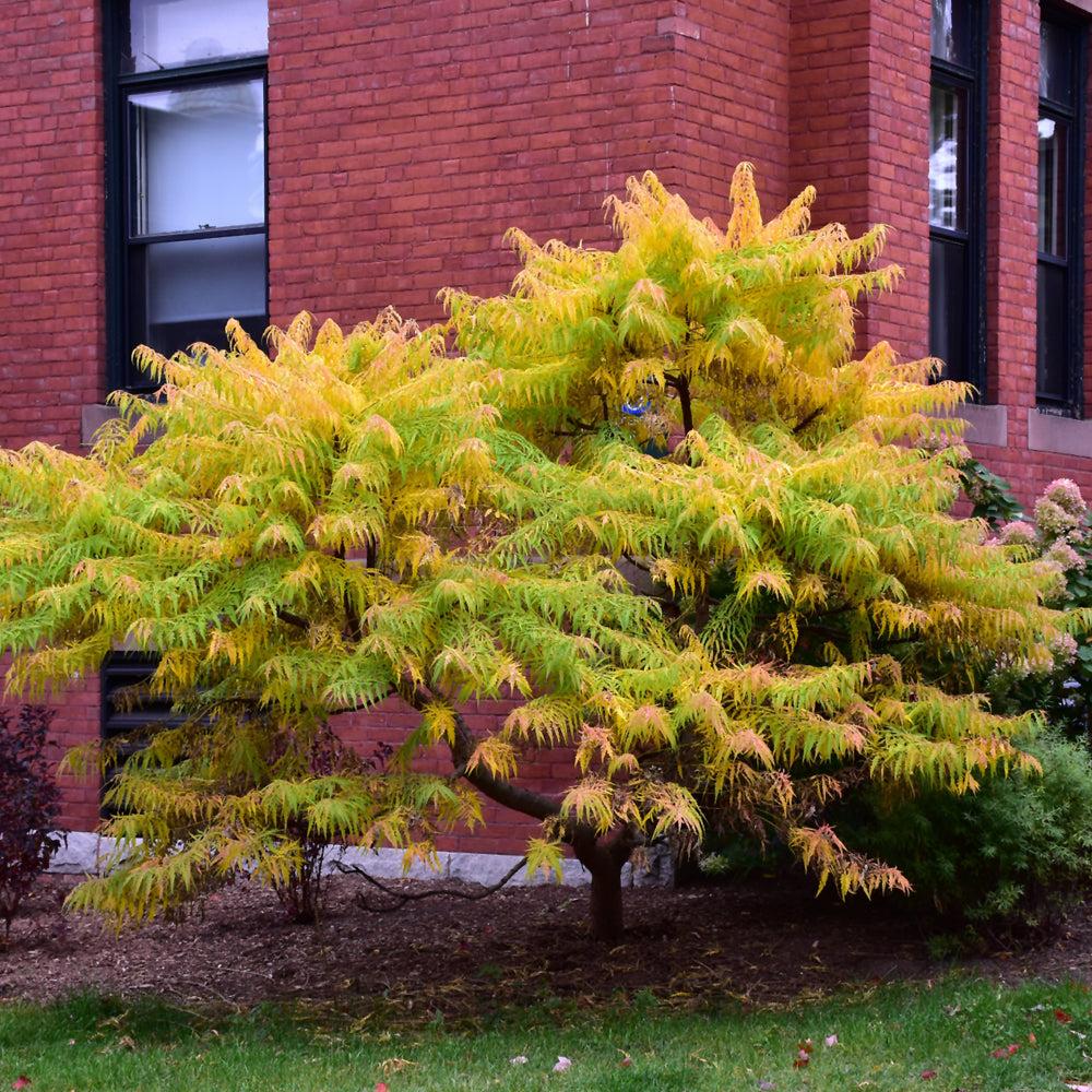Rhus Typhina 'tiger Eyes' - View 6 from www redcrocus com