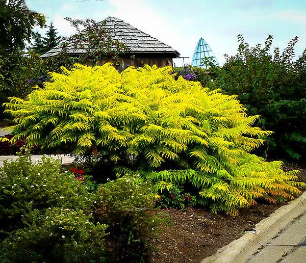 Rhus Typhina 'tiger Eyes' - View 7 from www redcrocus com