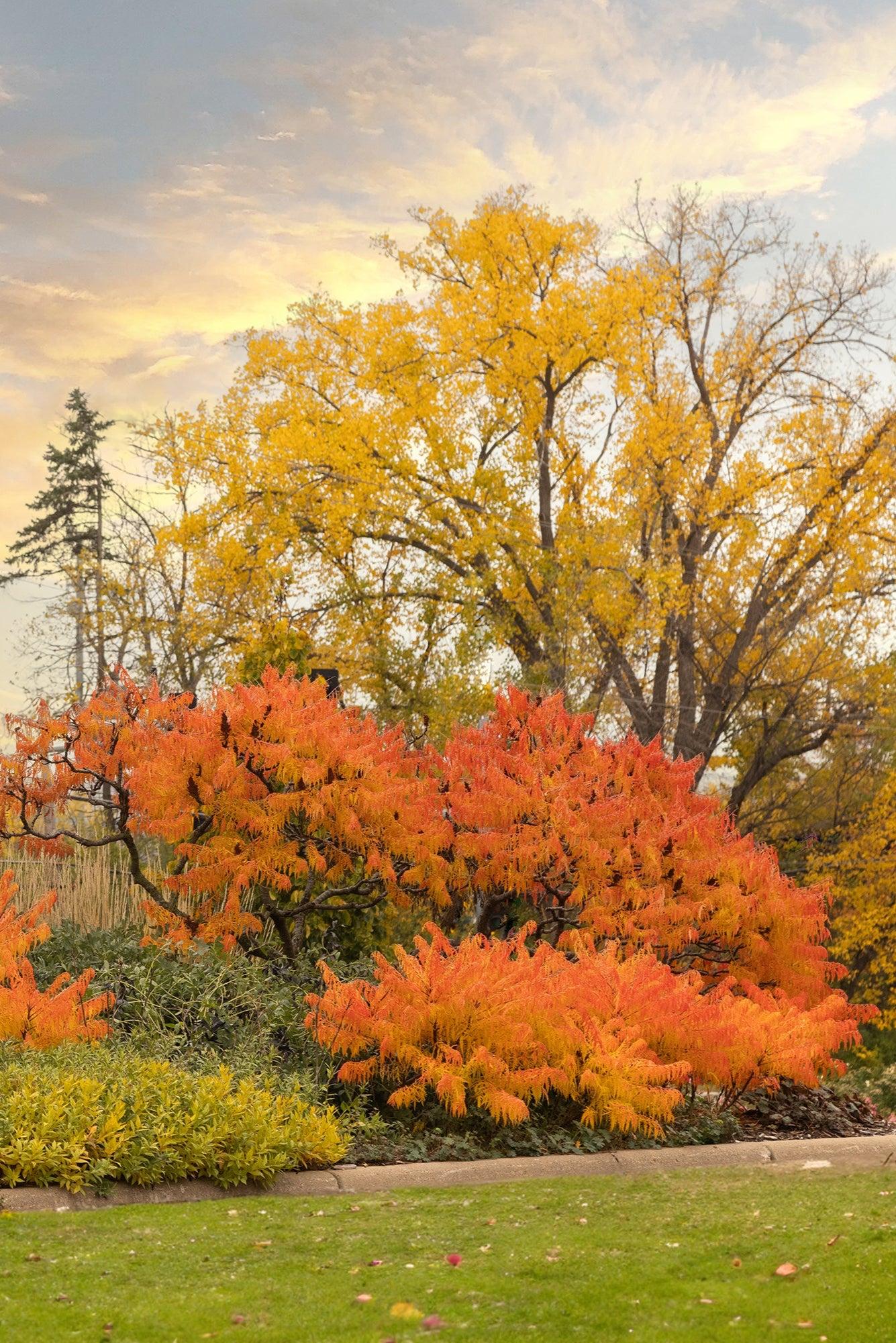 Rhus Typhina 'tiger Eyes' - View 8 from www redcrocus com