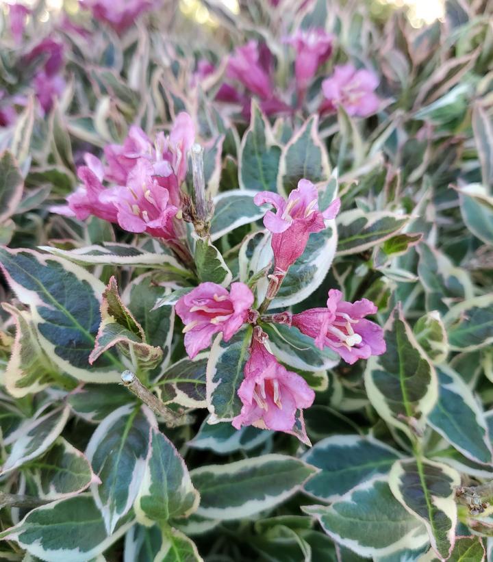 Weigela Florida 'my Monet Purple Effect' - View 10 from www redcrocus com