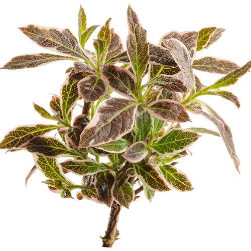 Weigela Florida 'my Monet Purple Effect' - View 12 from www redcrocus com
