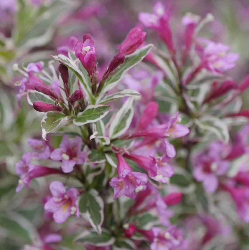Weigela Florida 'my Monet Purple Effect' - View 13 from www redcrocus com