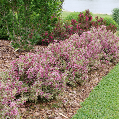 Weigela Florida 'my Monet Purple Effect' - View 16 from www redcrocus com