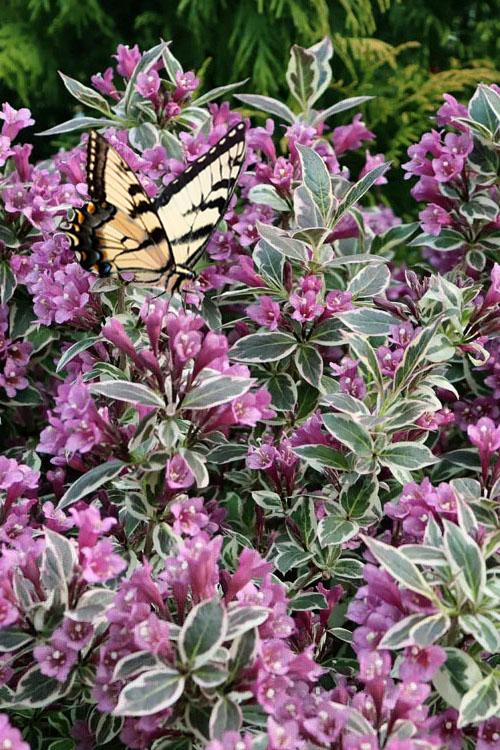 Weigela Florida 'my Monet Purple Effect' - View 17 from www redcrocus com