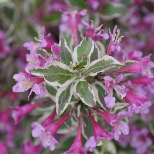 Weigela Florida 'my Monet Purple Effect' - View 2 from www redcrocus com