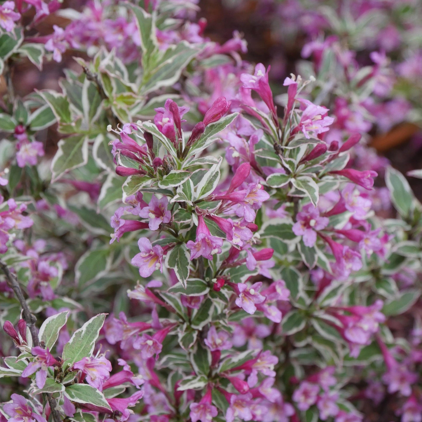 Weigela Florida 'my Monet Purple Effect' - View 3 from www redcrocus com