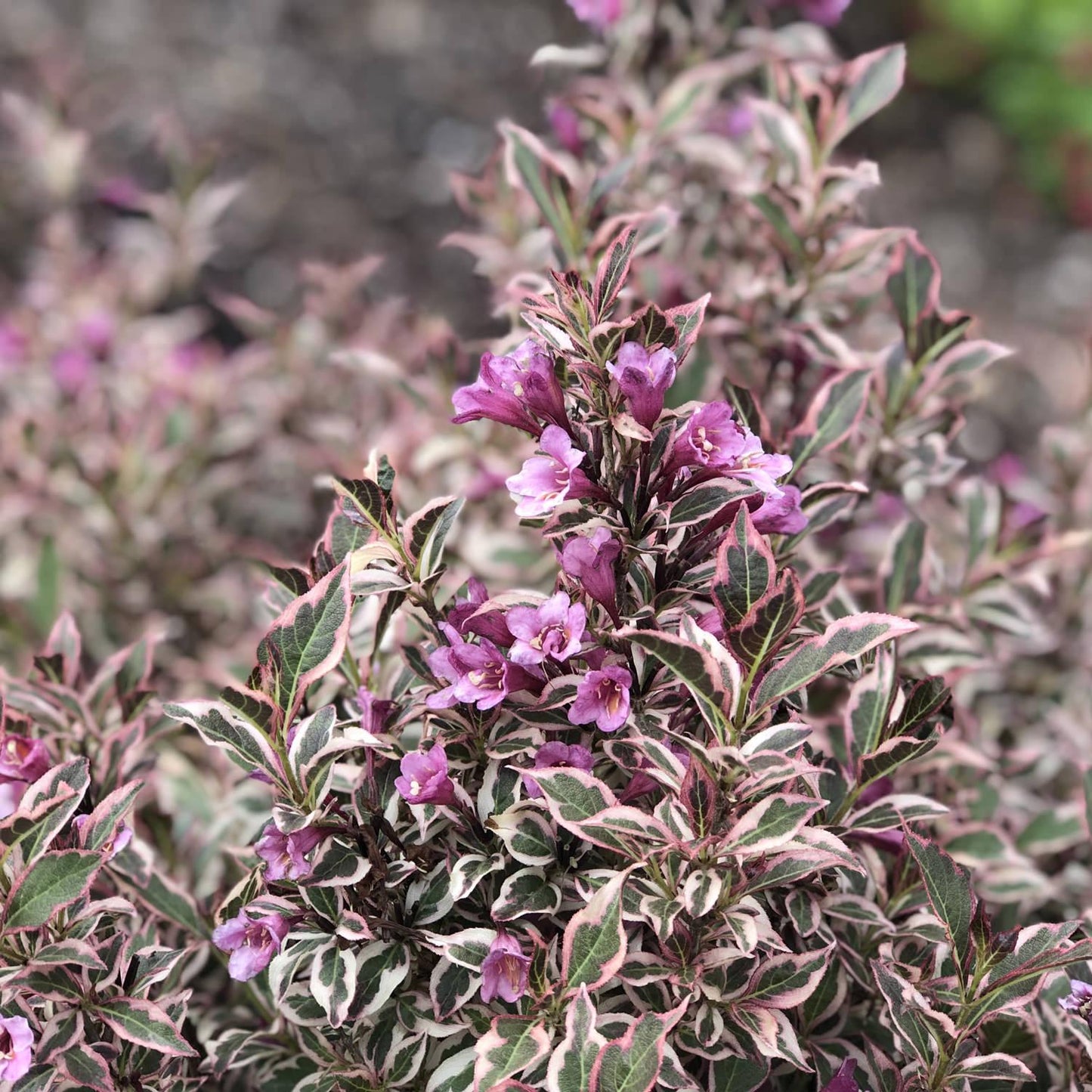 Weigela Florida 'my Monet Purple Effect' - View 8 from www redcrocus com