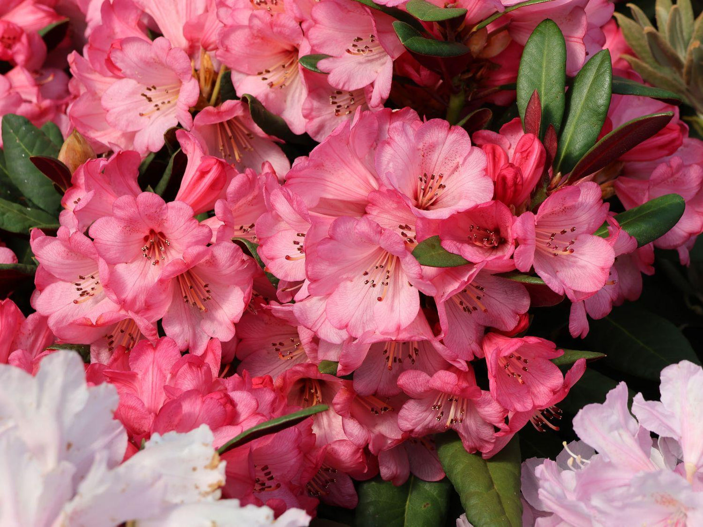 Rhododendron Wine And Roses - View 10 from www redcrocus com