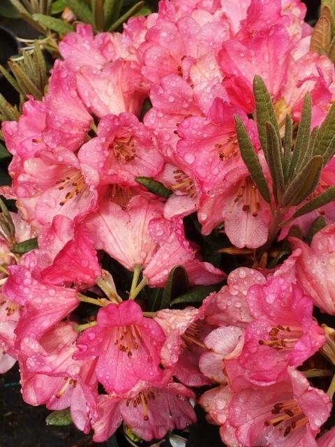Rhododendron Wine And Roses - View 11 from www redcrocus com