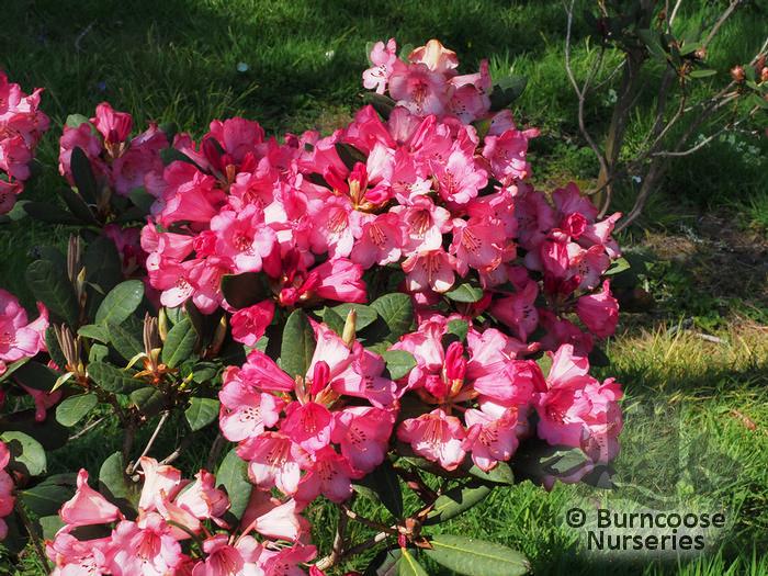 Rhododendron Wine And Roses - View 16 from www redcrocus com
