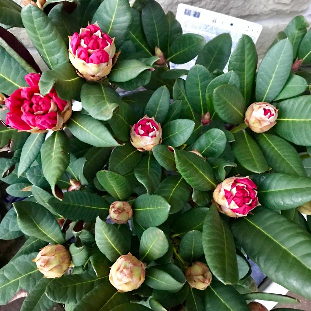 Rhododendron Wine And Roses - View 18 from www redcrocus com