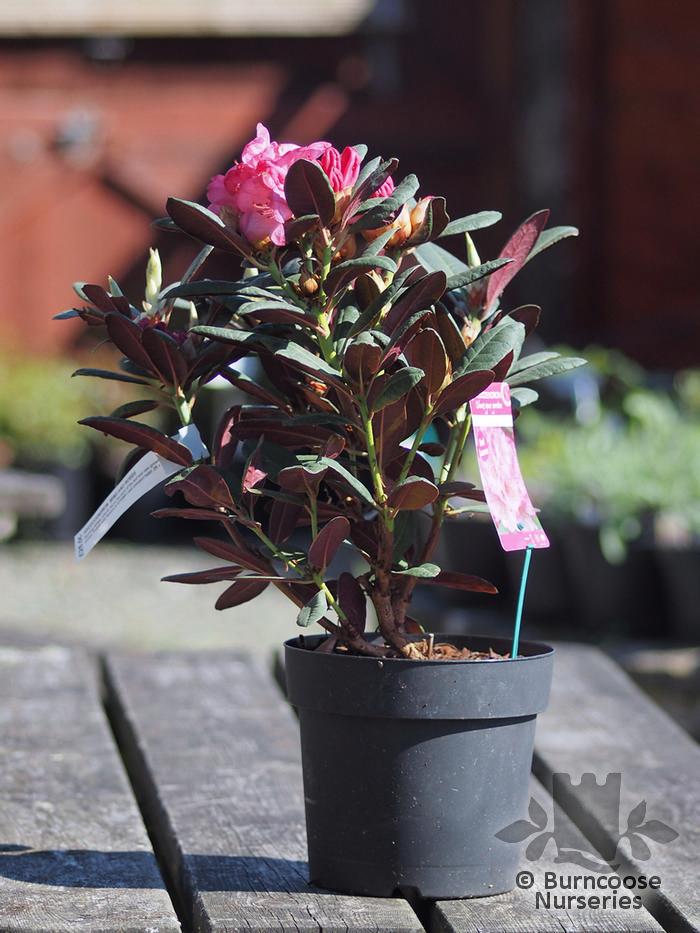 Rhododendron Wine And Roses - View 19 from www redcrocus com