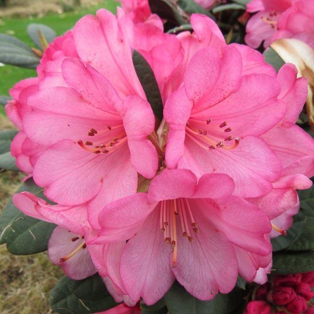 Rhododendron Wine And Roses - View 4 from www redcrocus com