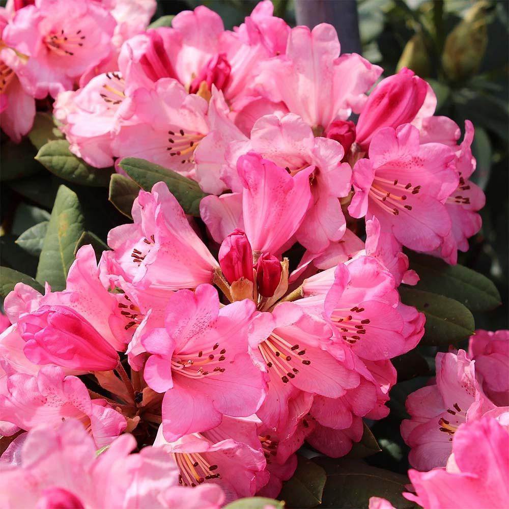 Rhododendron Wine And Roses - View 6 from www redcrocus com