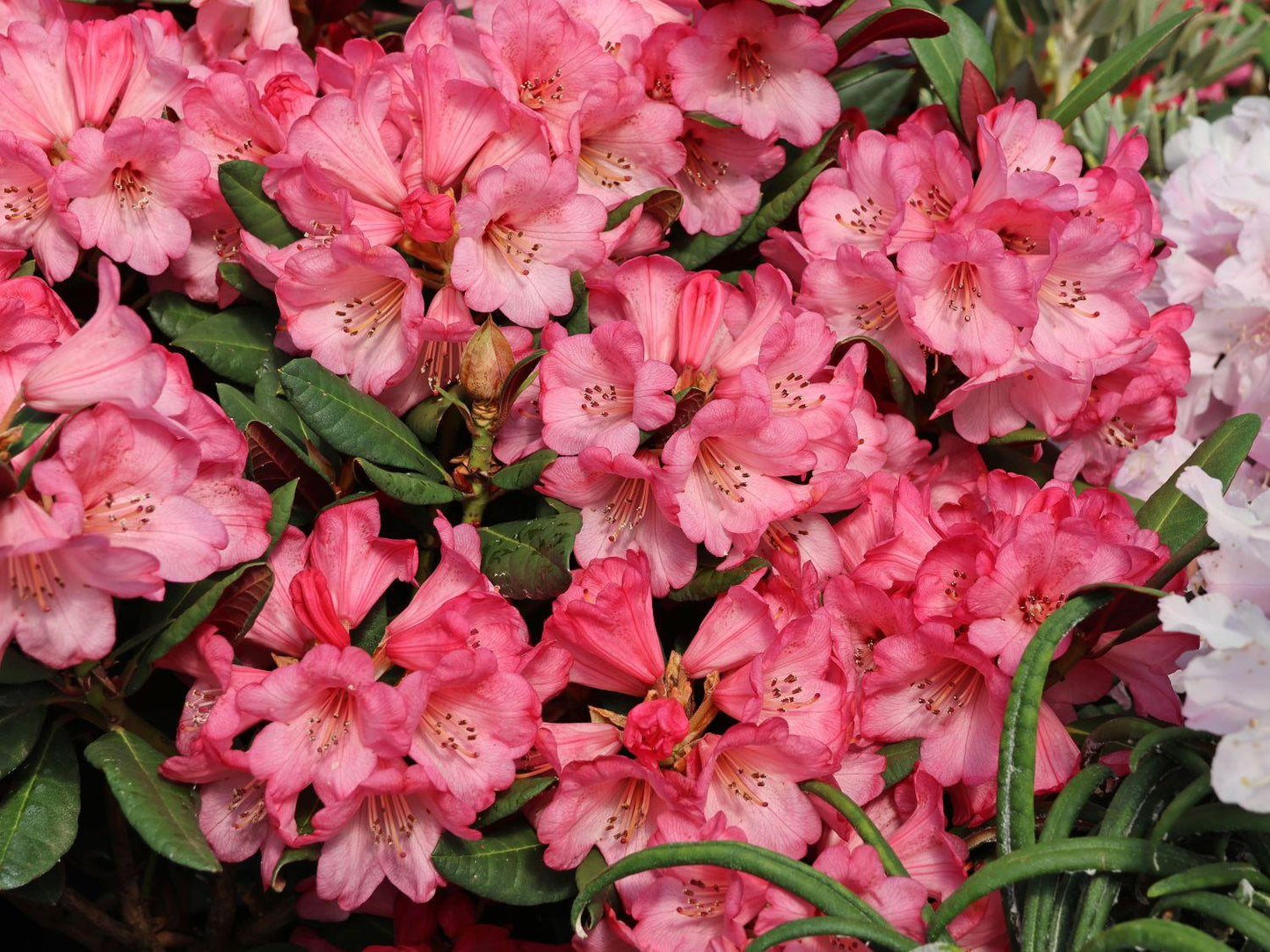 Rhododendron Wine And Roses - View 8 from www redcrocus com