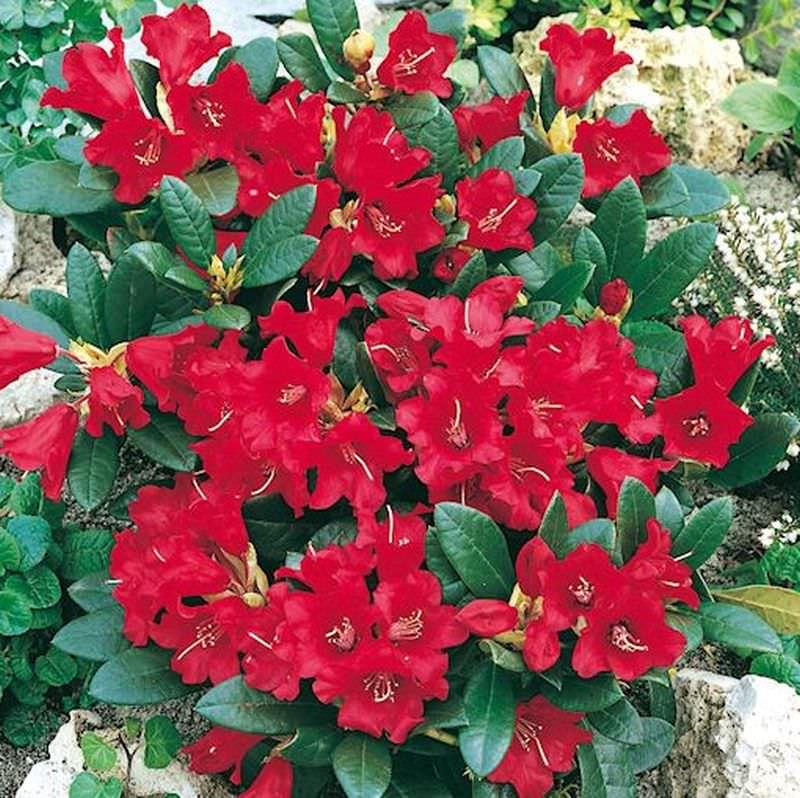 Rhododendron Baden Baden - View 10 from www redcrocus com