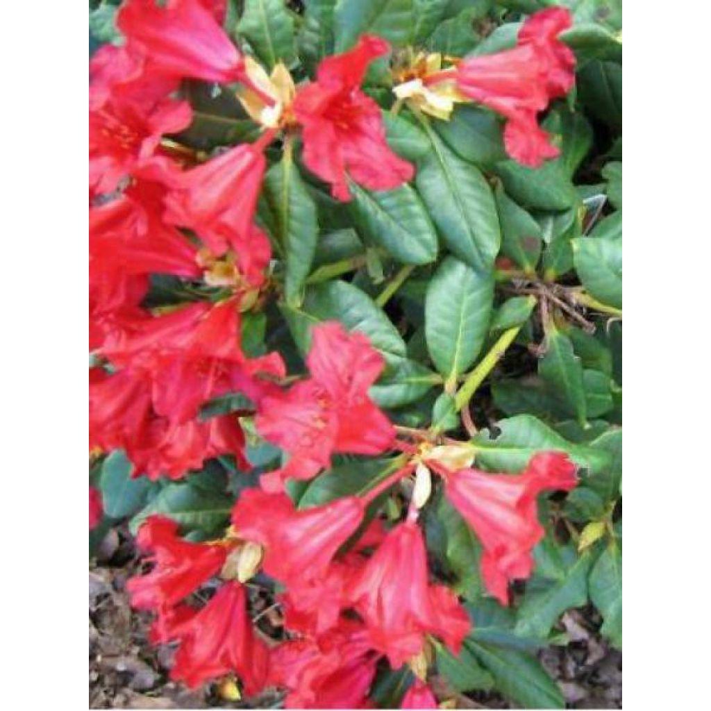Rhododendron Baden Baden - View 11 from www redcrocus com