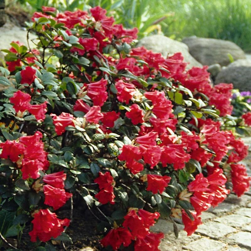 Rhododendron Baden Baden - View 12 from www redcrocus com