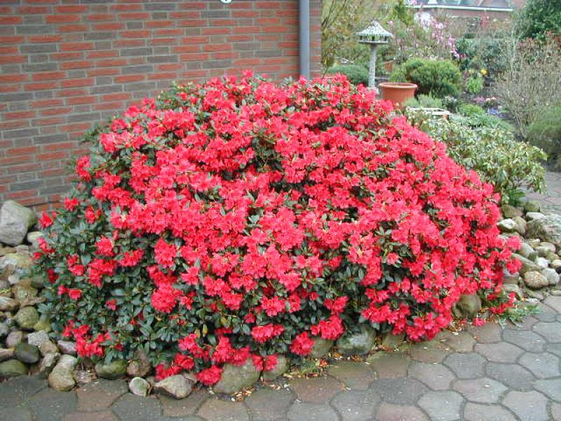 Rhododendron Baden Baden - View 13 from www redcrocus com