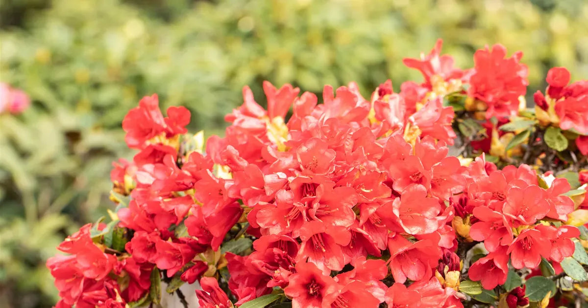 Rhododendron Baden Baden - View 15 from www redcrocus com