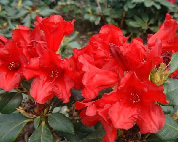 Rhododendron Baden Baden - View 15 from www redcrocus com
