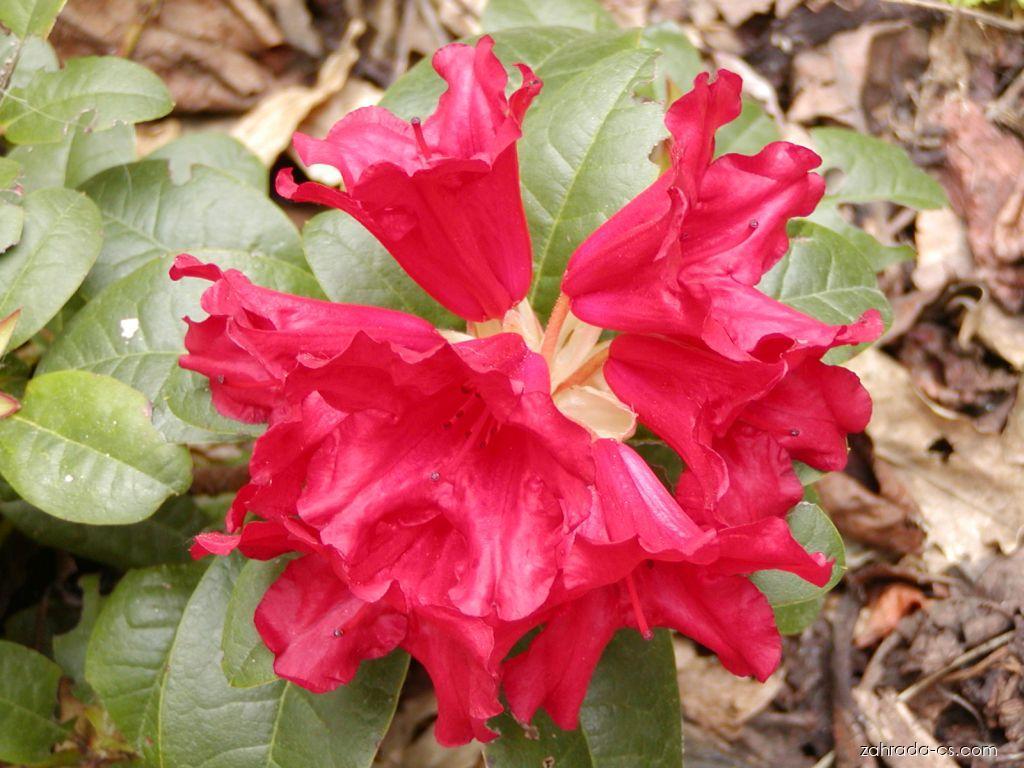 Rhododendron Baden Baden - View 17 from www redcrocus com