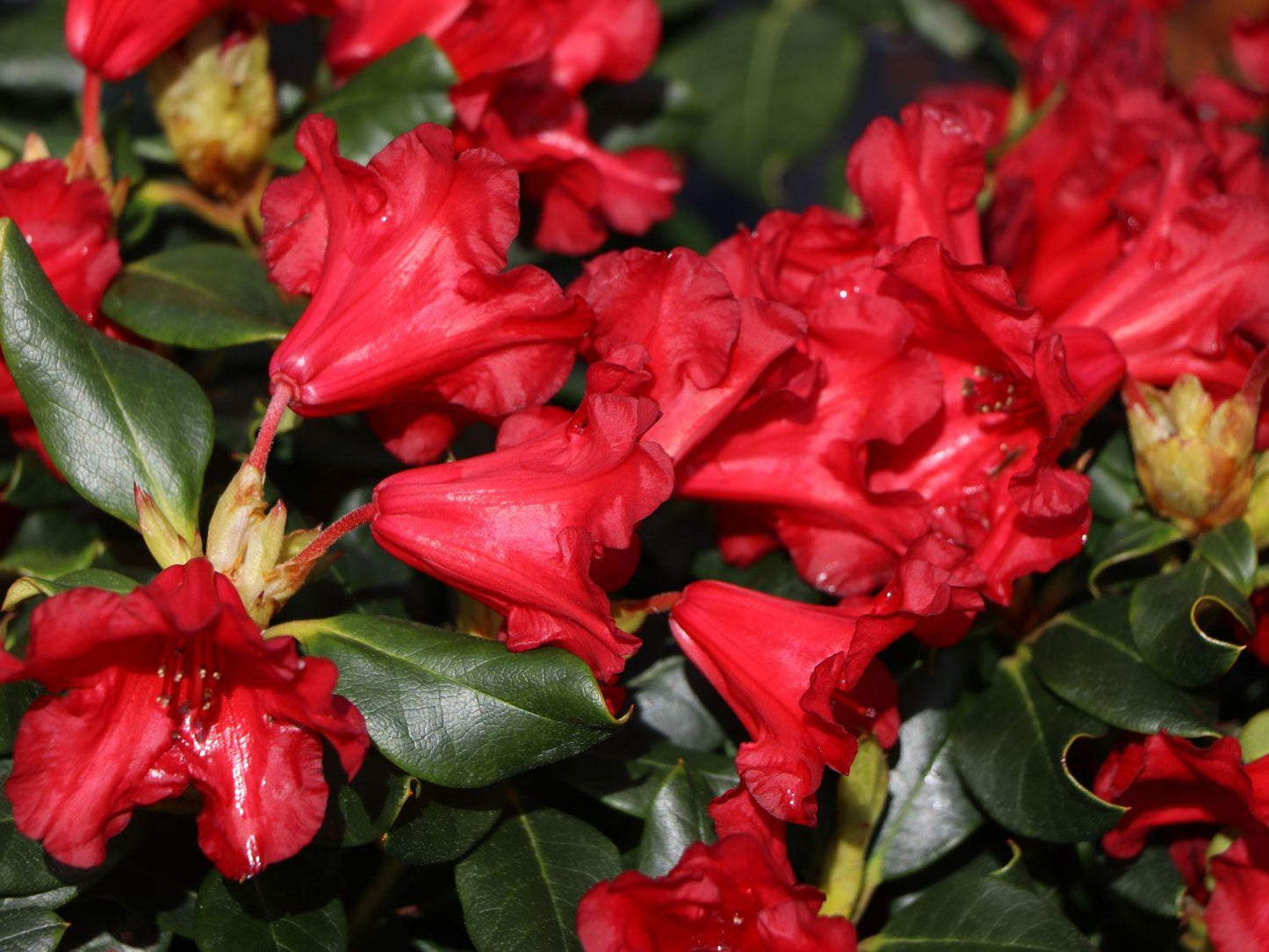 Rhododendron Baden Baden - View 2 from www redcrocus com