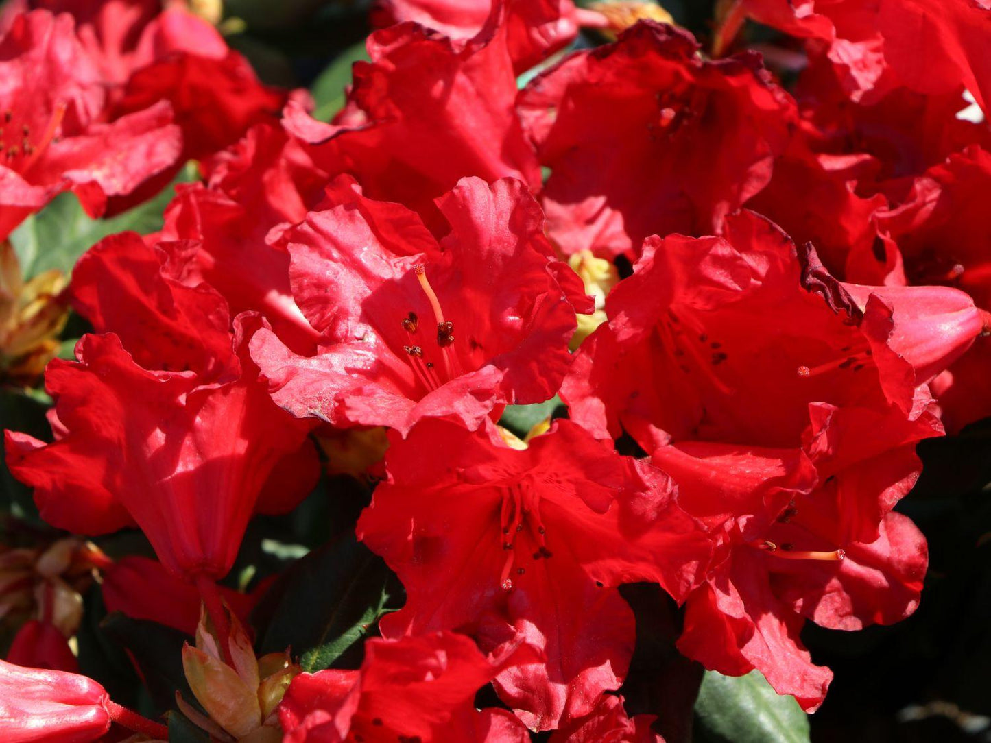 Rhododendron Baden Baden - View 3 from www redcrocus com