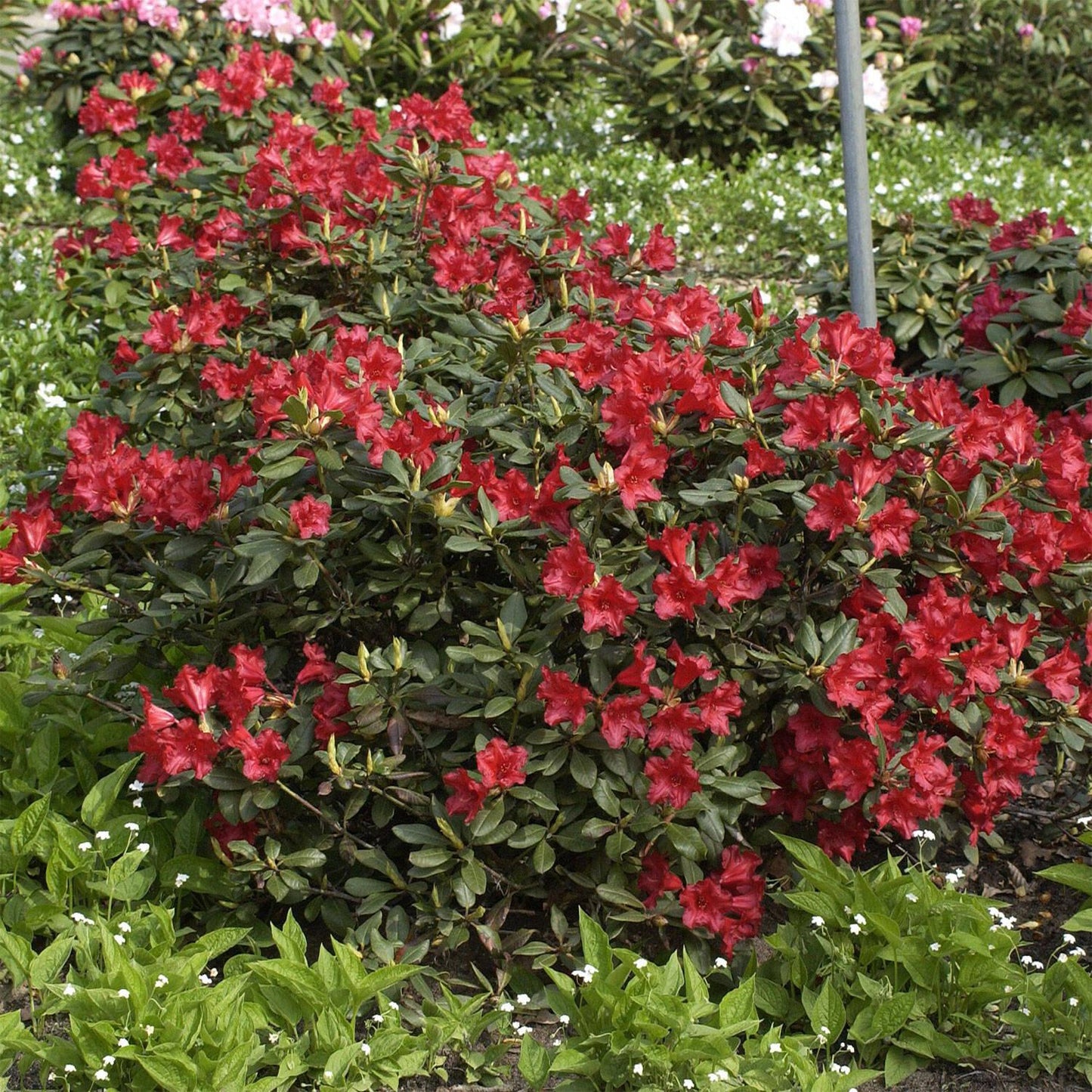 Rhododendron Baden Baden - View 4 from www redcrocus com