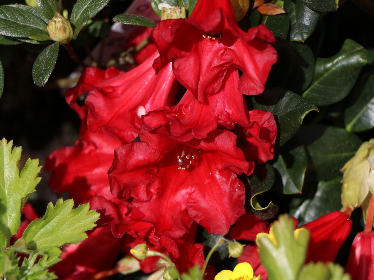 Rhododendron Baden Baden - View 5 from www redcrocus com