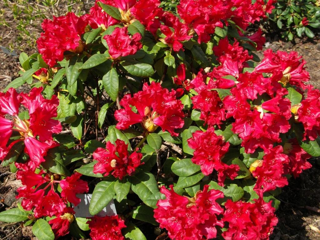 Rhododendron Baden Baden - View 6 from www redcrocus com