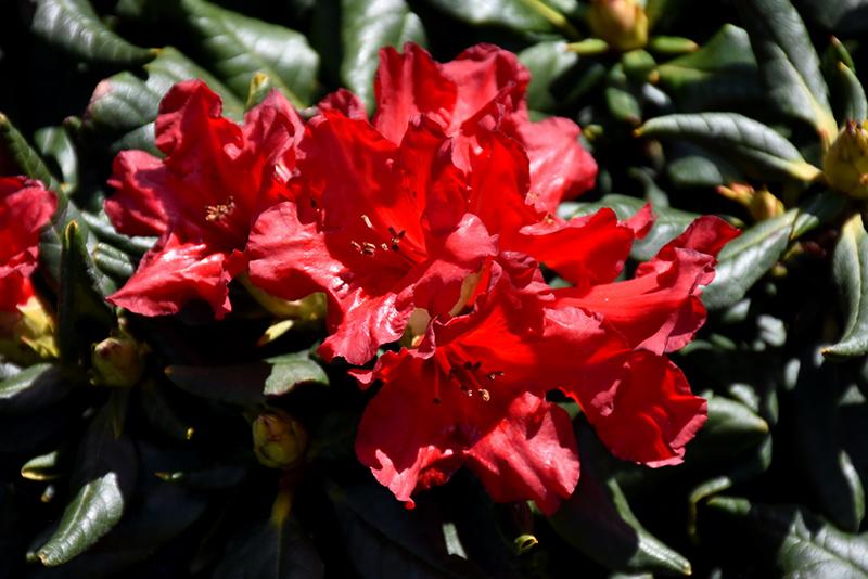 Rhododendron Baden Baden - View 8 from www redcrocus com