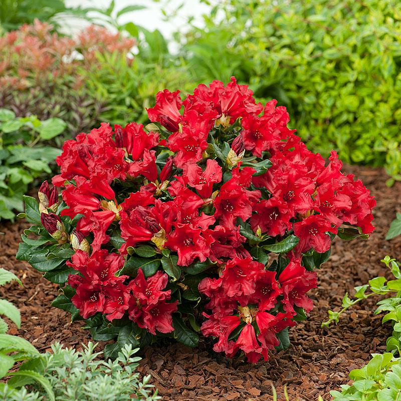 Rhododendron Baden Baden - View 9 from www redcrocus com
