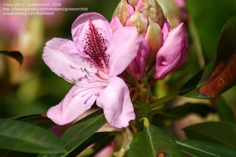 Rhododendron Prince Camille De Rohan - View 10 from www redcrocus com