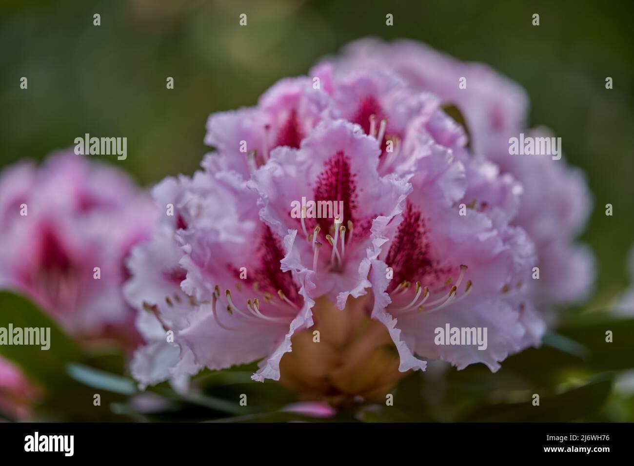 Rhododendron Prince Camille De Rohan - View 11 from www redcrocus com