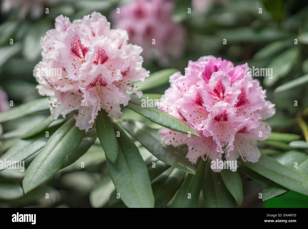 Rhododendron Prince Camille De Rohan - View 13 from www redcrocus com