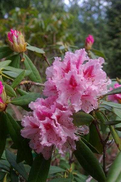 Rhododendron Prince Camille De Rohan - View 15 from www redcrocus com