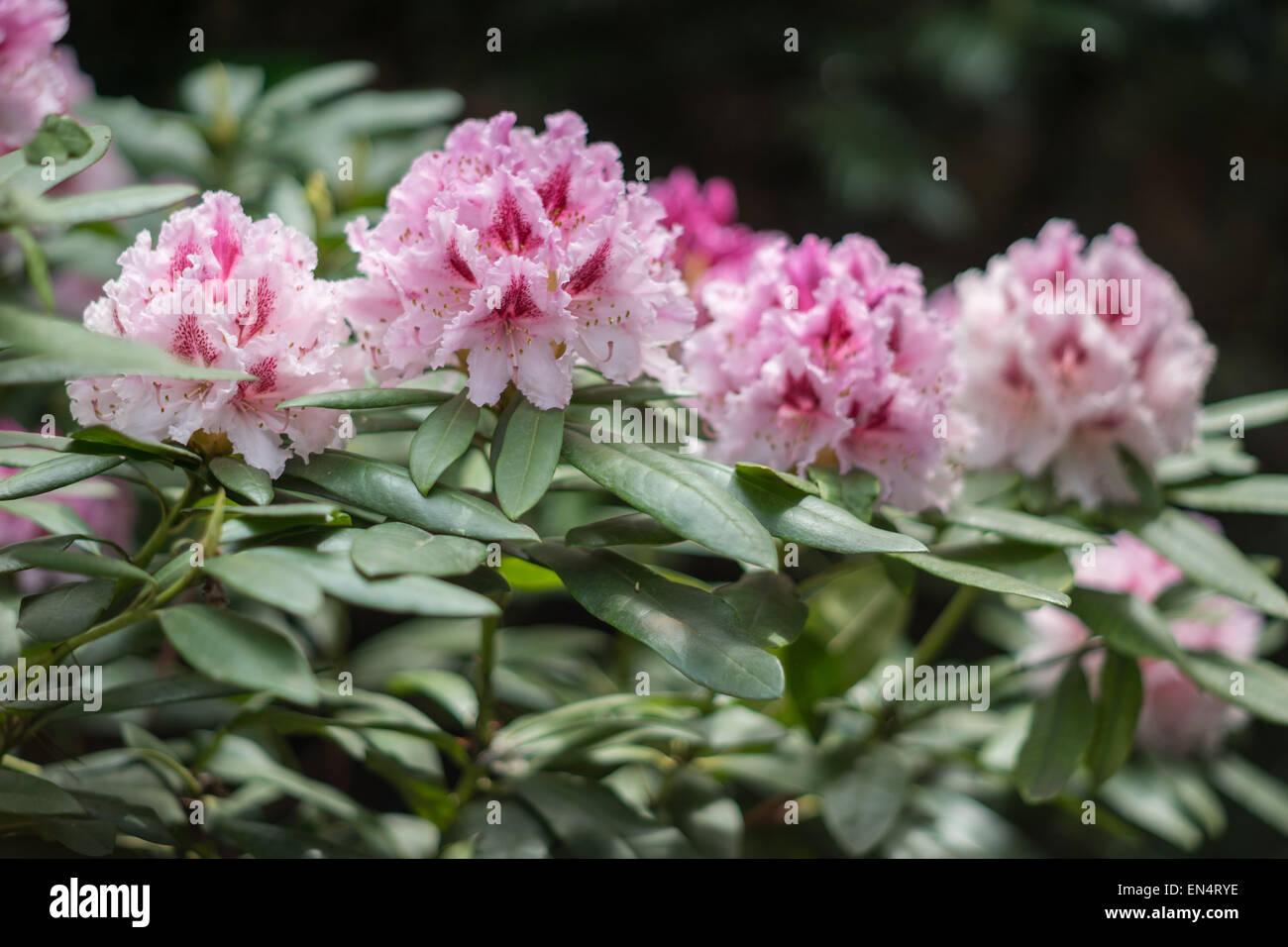Rhododendron Prince Camille De Rohan - View 16 from www redcrocus com
