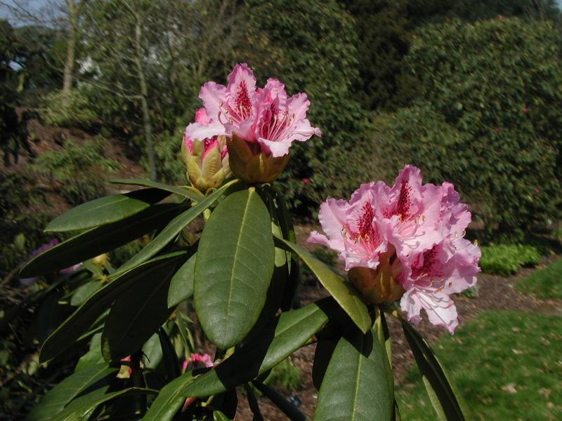 Rhododendron Prince Camille De Rohan - View 18 from www redcrocus com