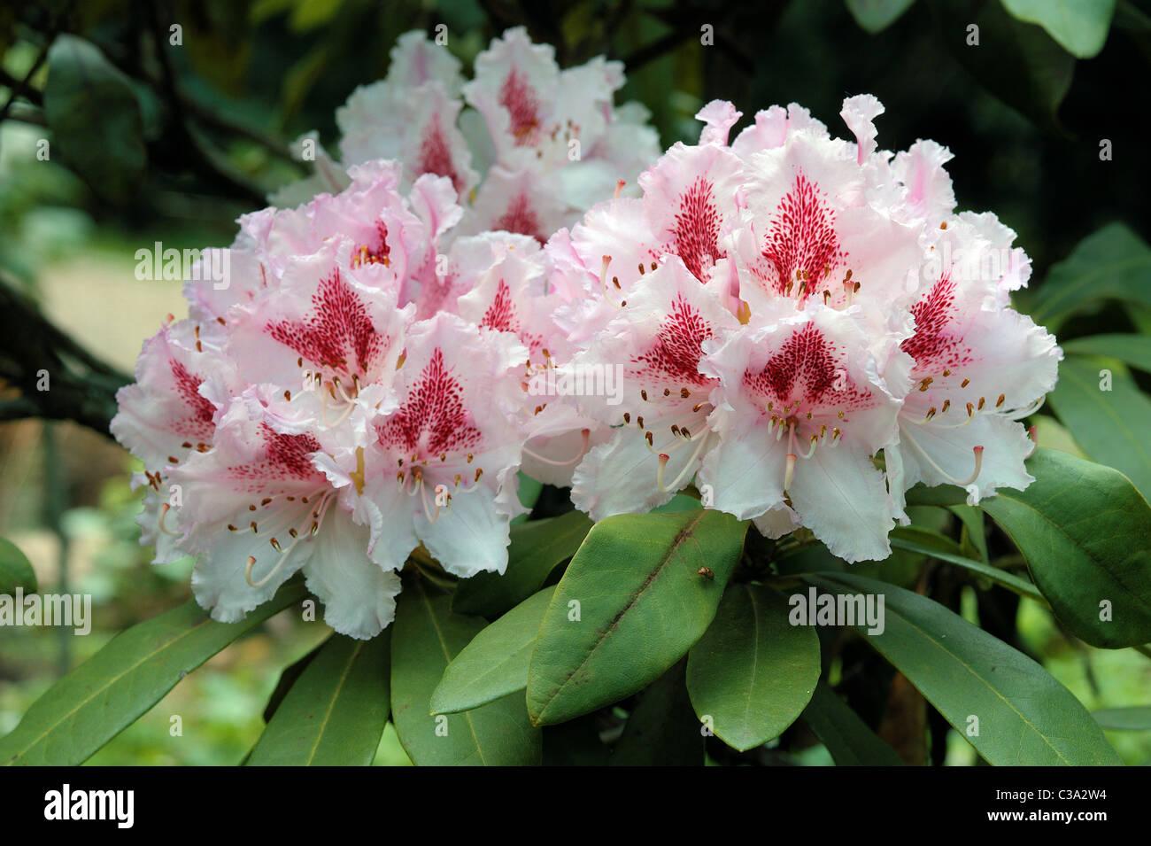 Rhododendron Prince Camille De Rohan - View 1 from www redcrocus com