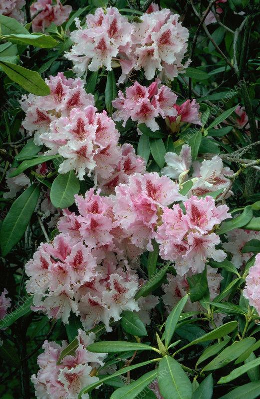 Rhododendron Prince Camille De Rohan - View 2 from www redcrocus com